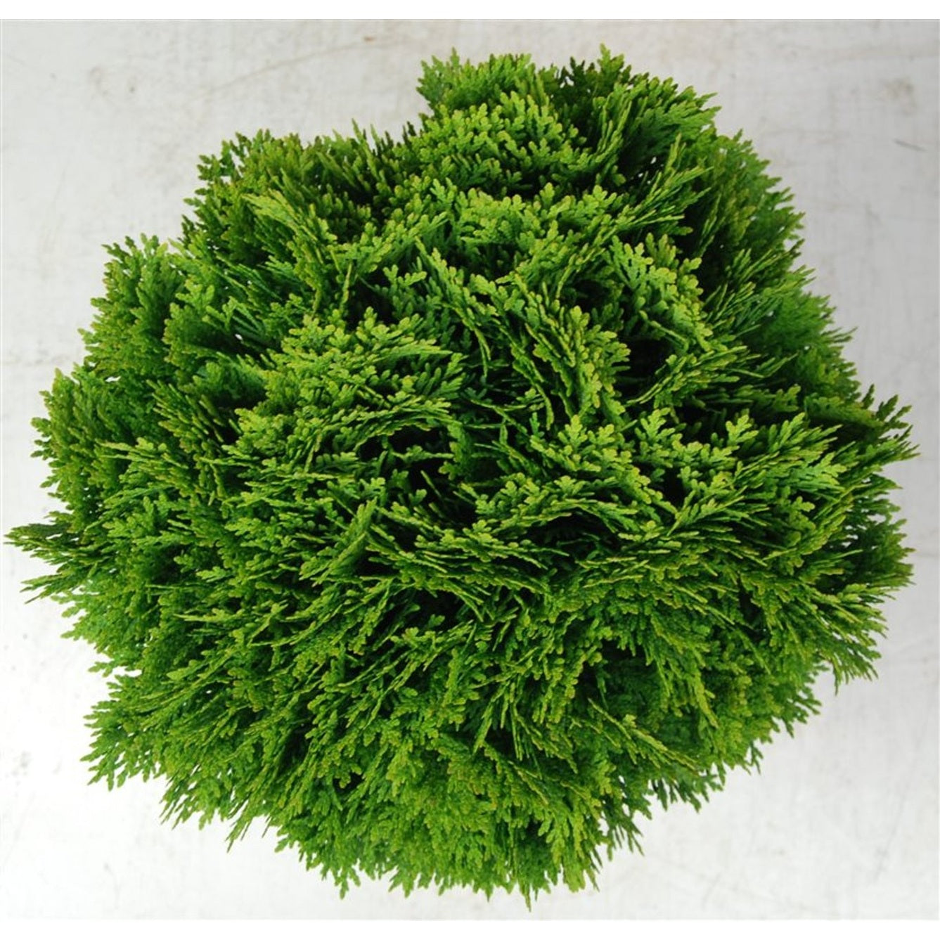 Thuja – Thuja occidentalis 'Danica' - C7.5 30-40 cm.